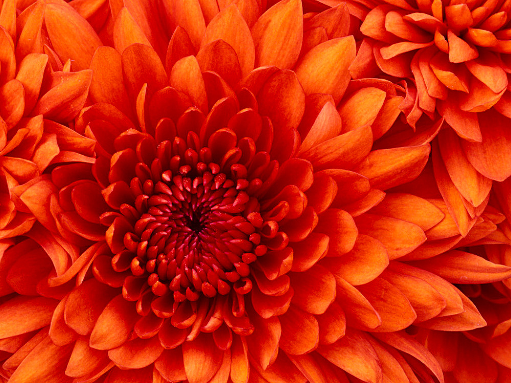 Chrysanthemum.jpg 첨부 이미지